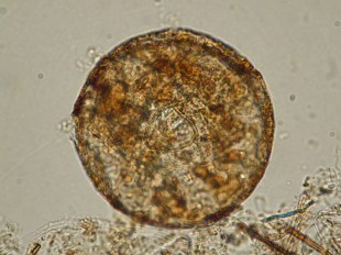 Trigonopyxis arcula