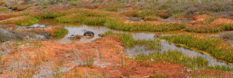 The bog 'landforms': pool, lawn and hummock