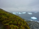 Moss bank in the Antarctic Peninsula