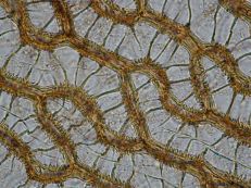 6 macrofossils - here are the highly magnified cells of a Sphagnum moss leaf