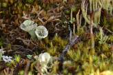 Cladonia (cup lichen) in Alaska (Photo: Kim Davies)