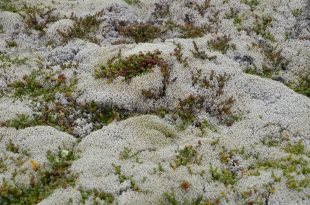 Lichens can dominate in dry conditions.