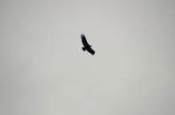 An Andean Condor