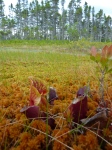 Purple pitcher plant in a sea of Sphagnum