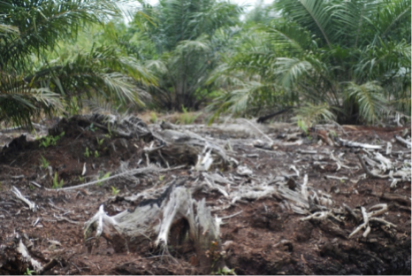 Swamp forest tree remains emerge from the peat as drainage in an oil palm plantation leads to peat wastage