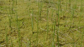 Swedish peatland fieldwork, June 2014